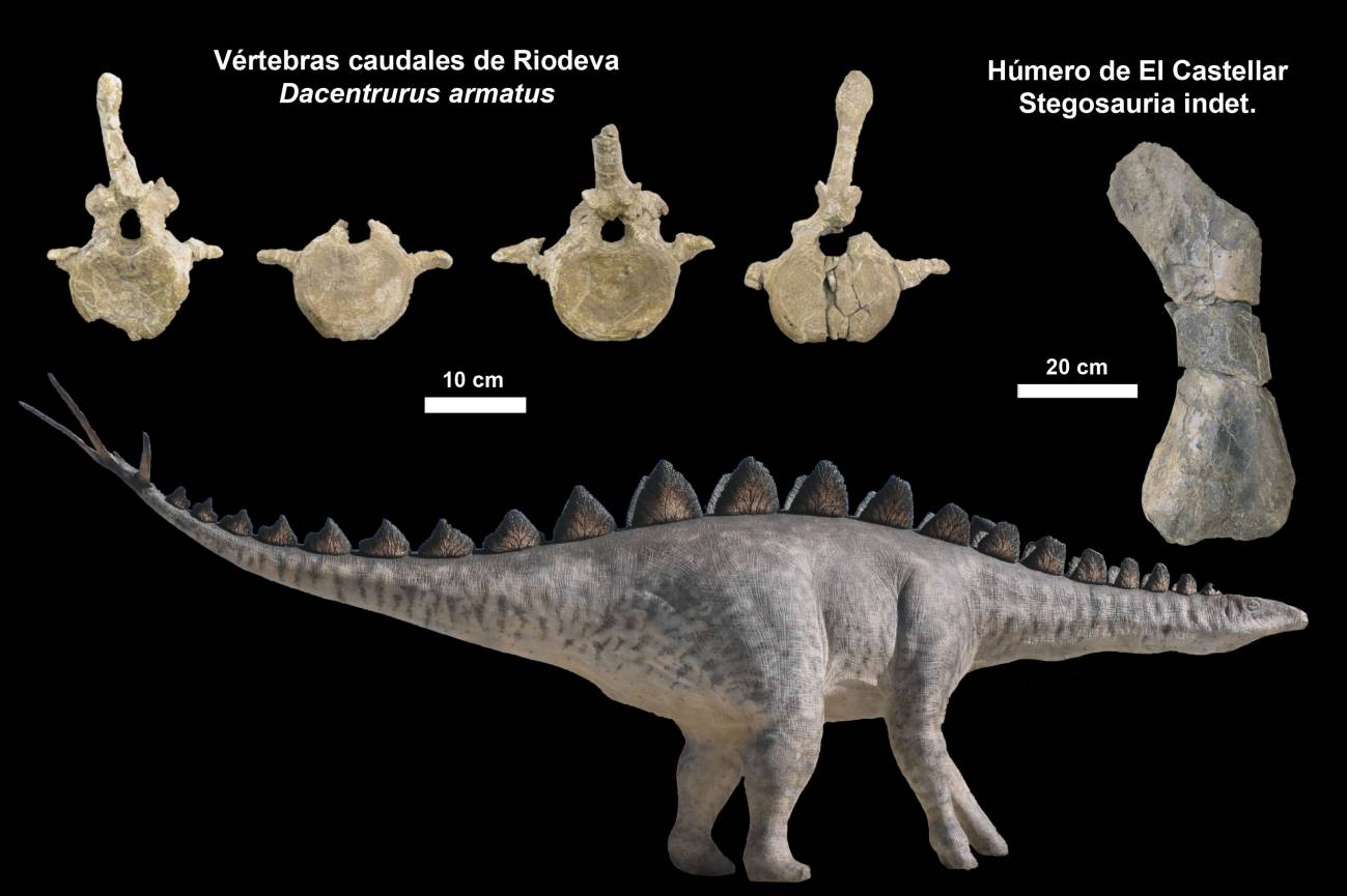 Tafonom A Del F Sil De Dacentrurus Estudio Del Pasado