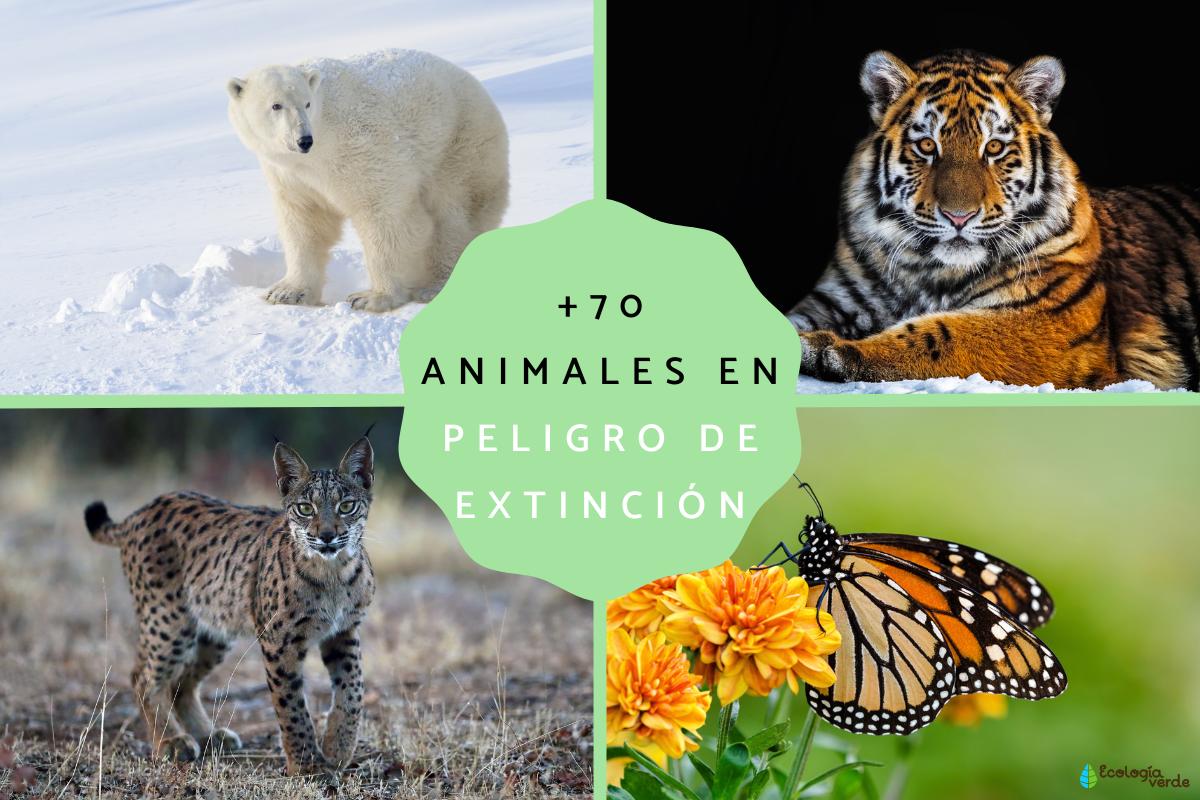 Importancia De Conservar Especies En Peligro De Extinción