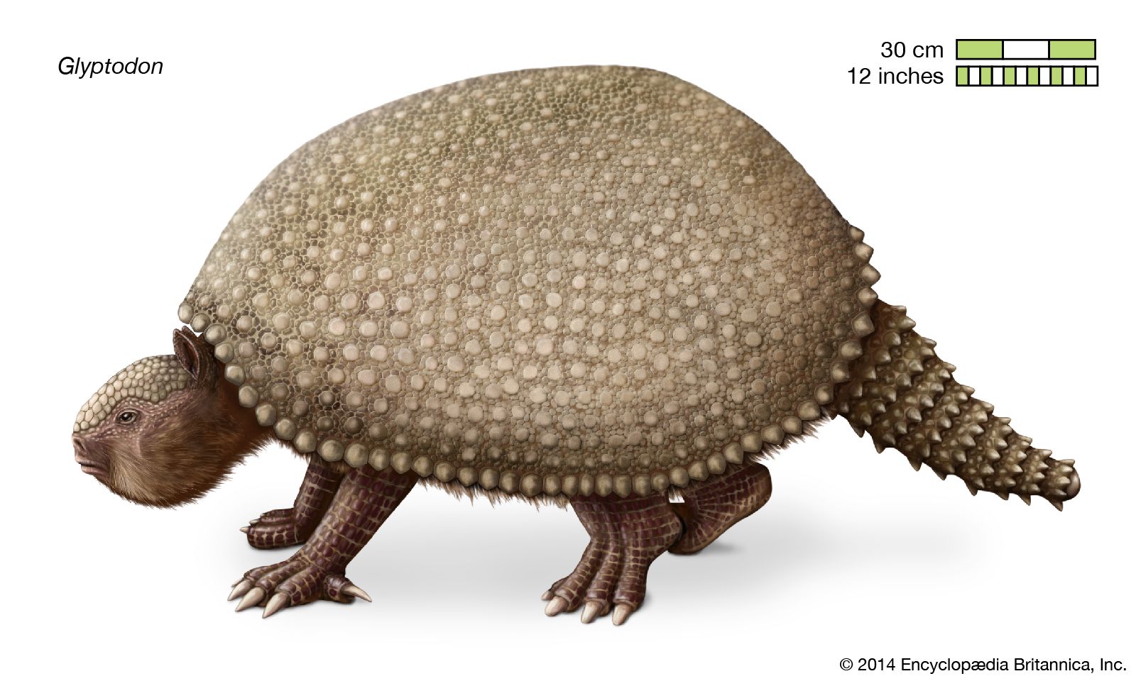 Misterios del Glyptodon: tafonomía de un armadillo gigante